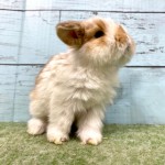 ペットうさぎ 鶴瀬店 画像３