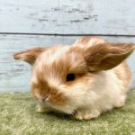 ペットうさぎ 鶴瀬店 画像２