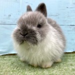 ペットうさぎ 朝霞店 画像３