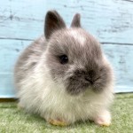 ペットうさぎ 朝霞店 画像１