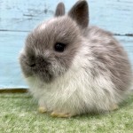 ペットうさぎ 朝霞店 画像２