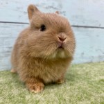 ペットうさぎ 朝霞店 画像２