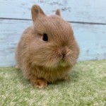 ペットうさぎ 朝霞店