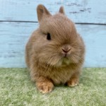 ペットうさぎ 朝霞店 画像３