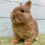 ペットうさぎ 朝霞店 画像２