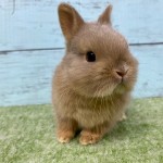 ペットうさぎ 朝霞店 画像３