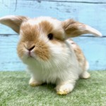 ペットうさぎ 朝霞店 画像１