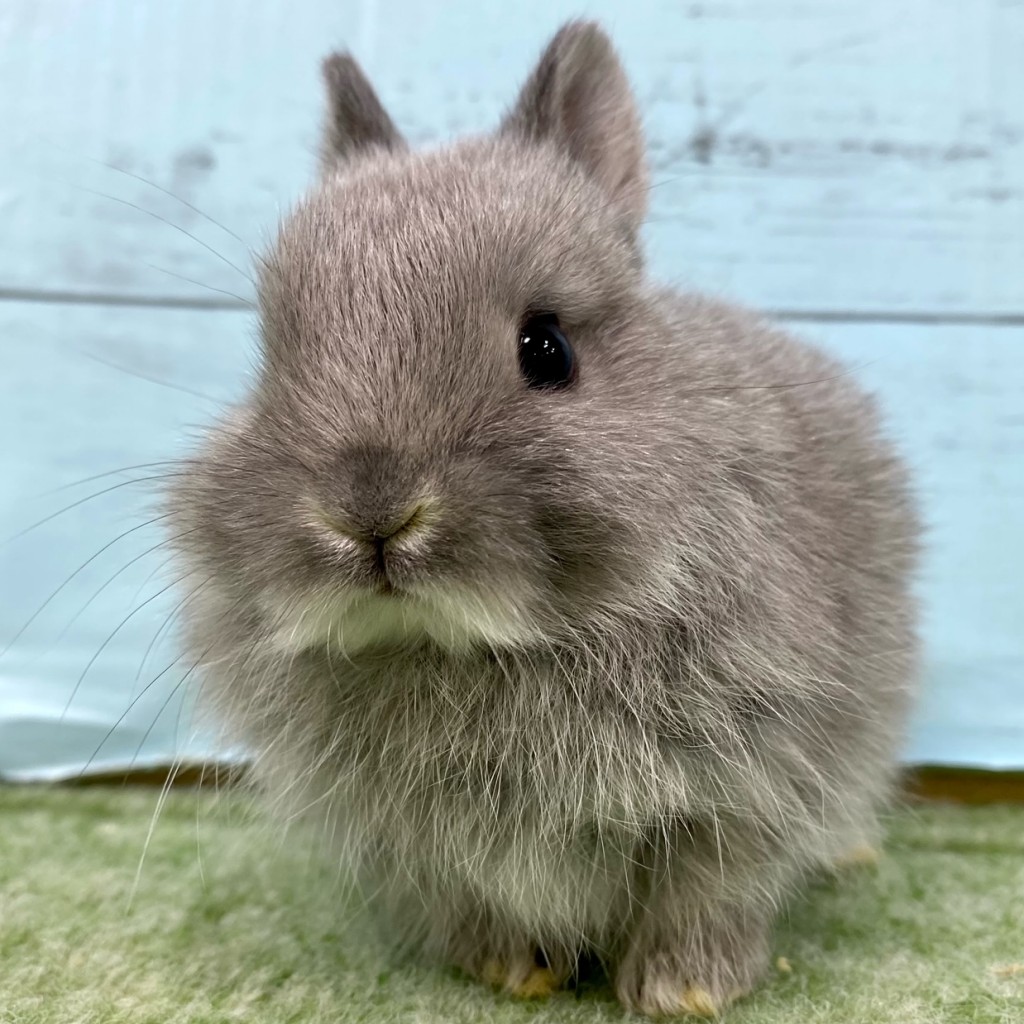 ペットうさぎ 朝霞店 画像３