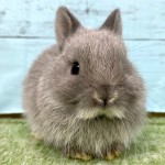 ペットうさぎ 朝霞店 画像１