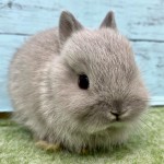 ペットうさぎ 朝霞店 画像１