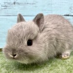 ペットうさぎ 朝霞店 画像３