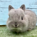 ペットうさぎ 朝霞店 画像２