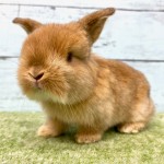 ペットうさぎ 朝霞店 画像１