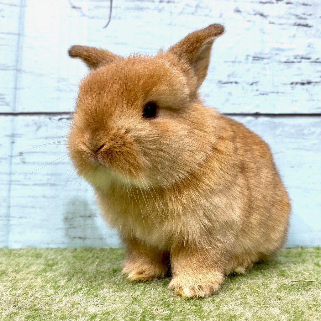 ペットうさぎ 朝霞店 画像２