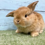 ペットうさぎ 鶴瀬店 画像１