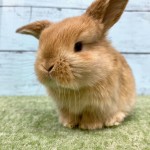 ペットうさぎ 鶴瀬店 画像３