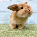 ペットうさぎ 鶴瀬店 画像２