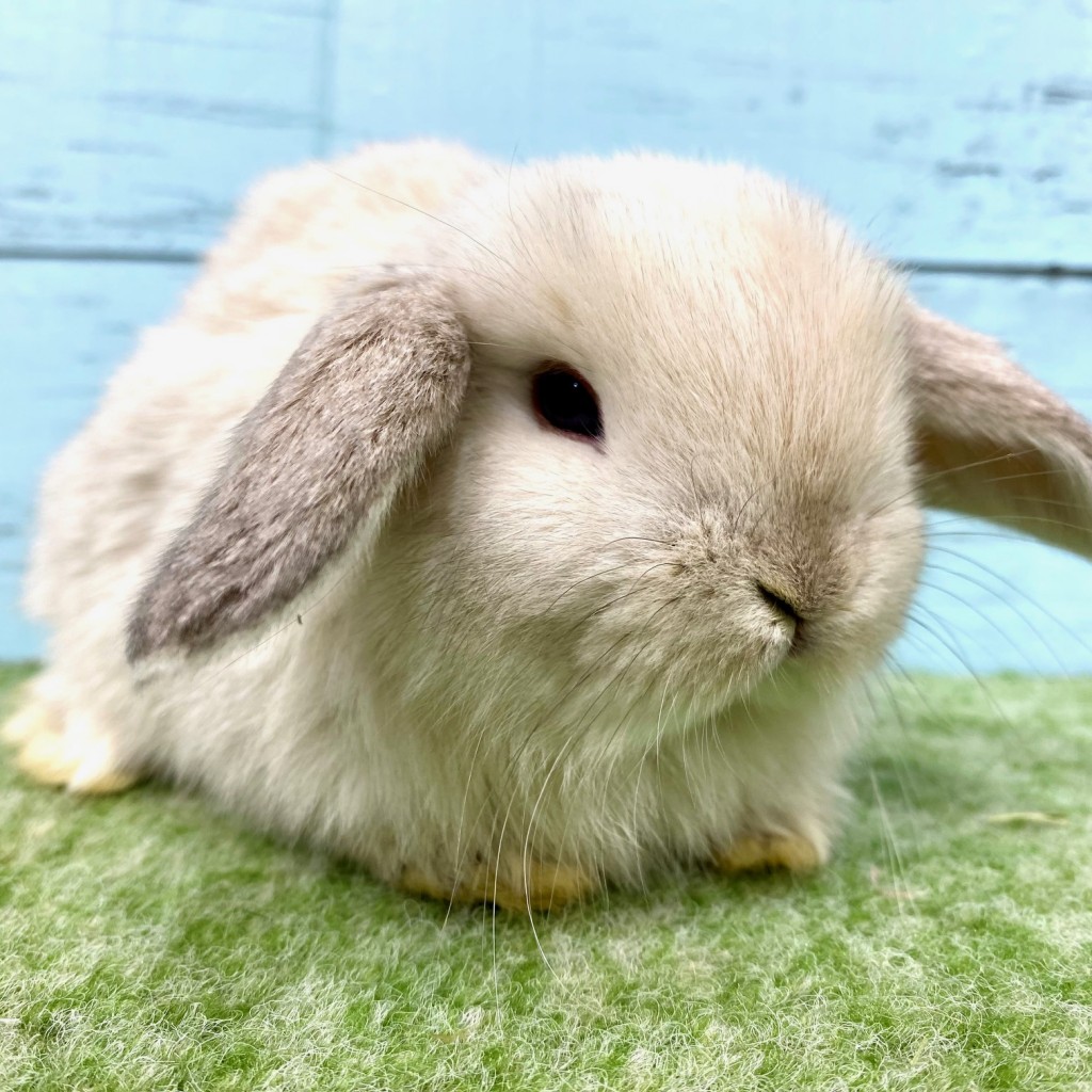 ペットうさぎ 朝霞店 画像１