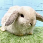 ペットうさぎ 朝霞店 画像１