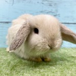 ペットうさぎ 朝霞店 画像２