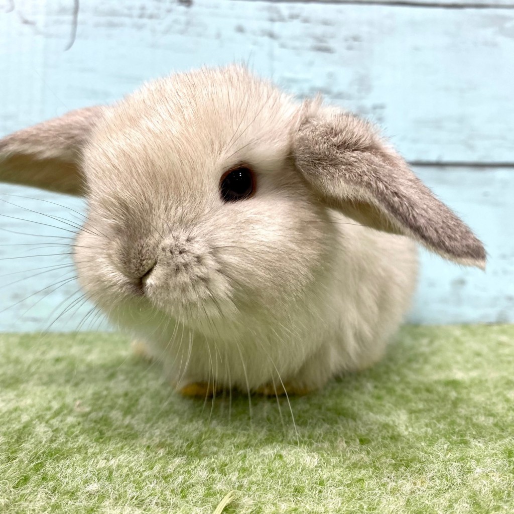 ペットうさぎ 朝霞店 画像１