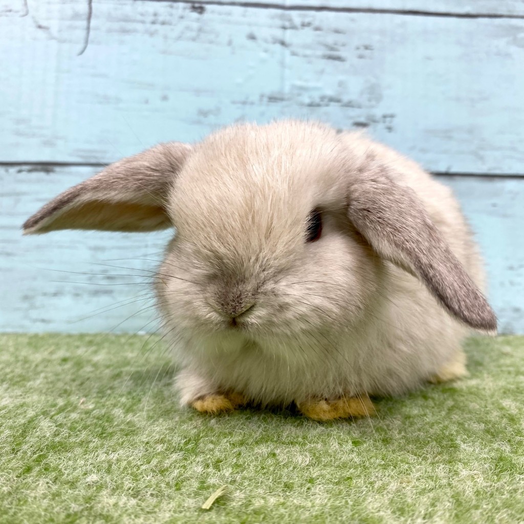ペットうさぎ 朝霞店 画像３