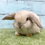 ペットうさぎ 朝霞店 画像３