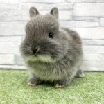 ペットうさぎ 朝霞店 画像１