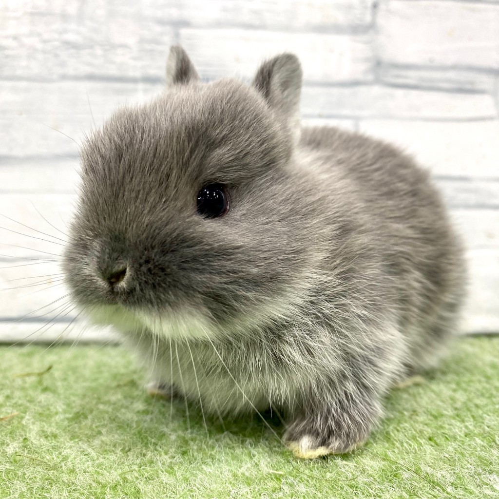 ペットうさぎ 朝霞店 画像３