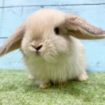 ペットうさぎ 朝霞店 画像１