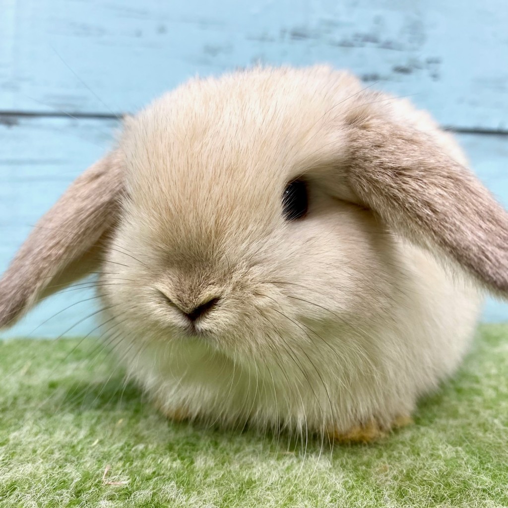 ペットうさぎ 朝霞店 画像２