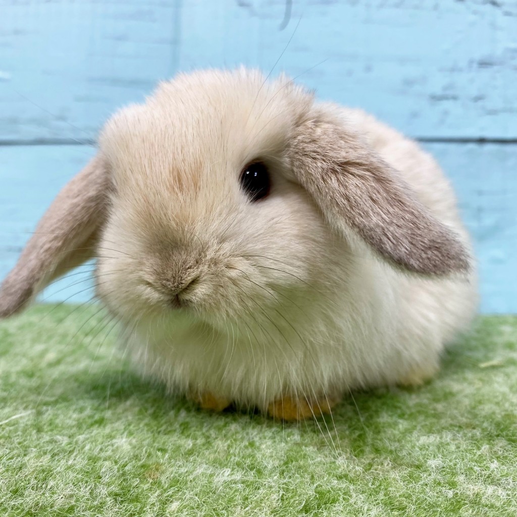 ペットうさぎ 朝霞店 画像３