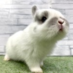 ペットうさぎ 朝霞店 画像２