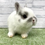 ペットうさぎ 朝霞店 画像３