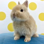 ペットうさぎ 鶴瀬店 画像１