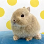 ペットうさぎ 鶴瀬店 画像２