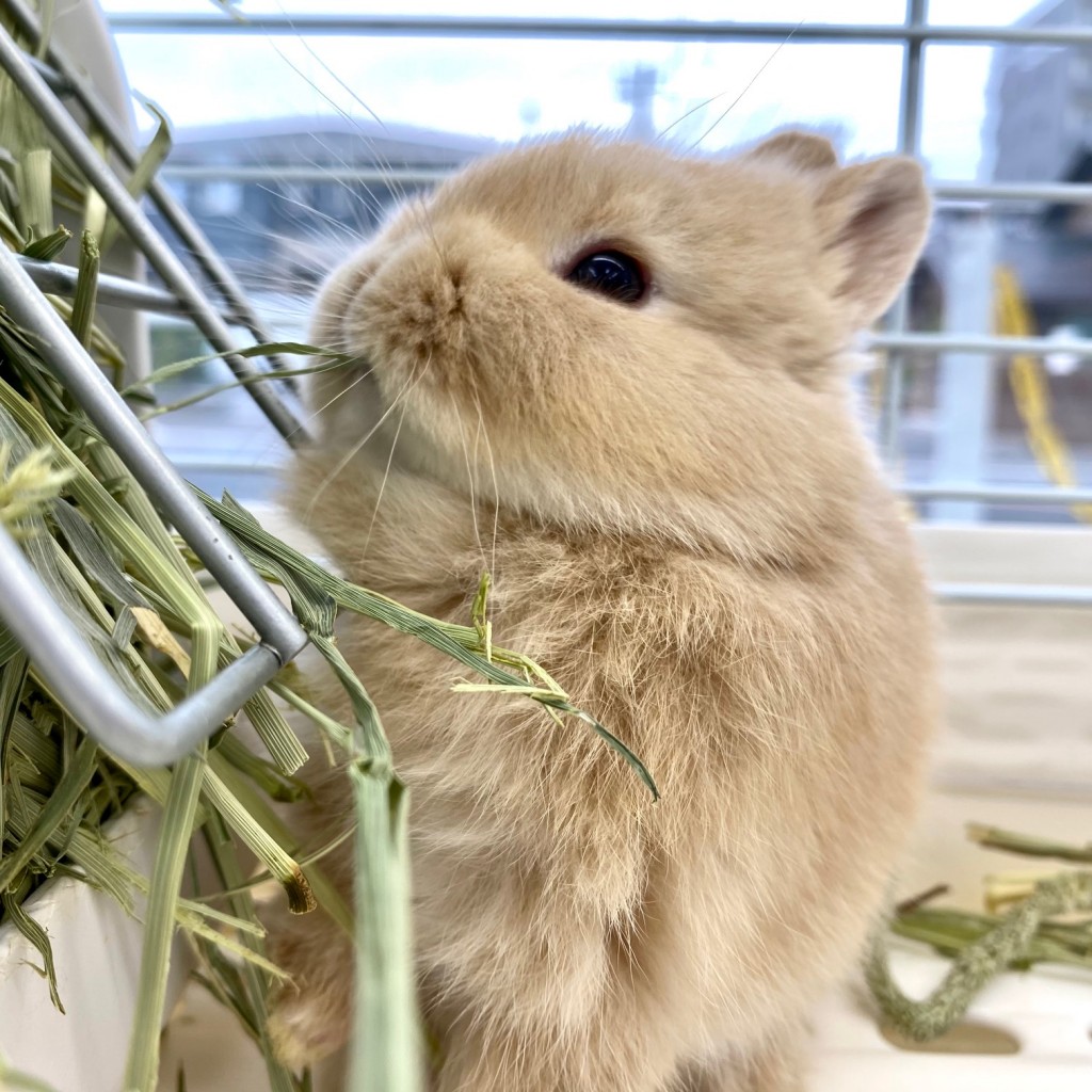 ペットうさぎ 鶴瀬店 画像３