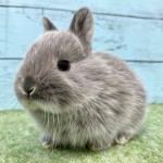 ペットうさぎ 朝霞店 画像２