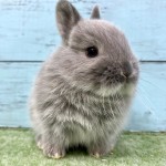 ペットうさぎ 朝霞店 画像３