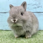 ペットうさぎ 朝霞店