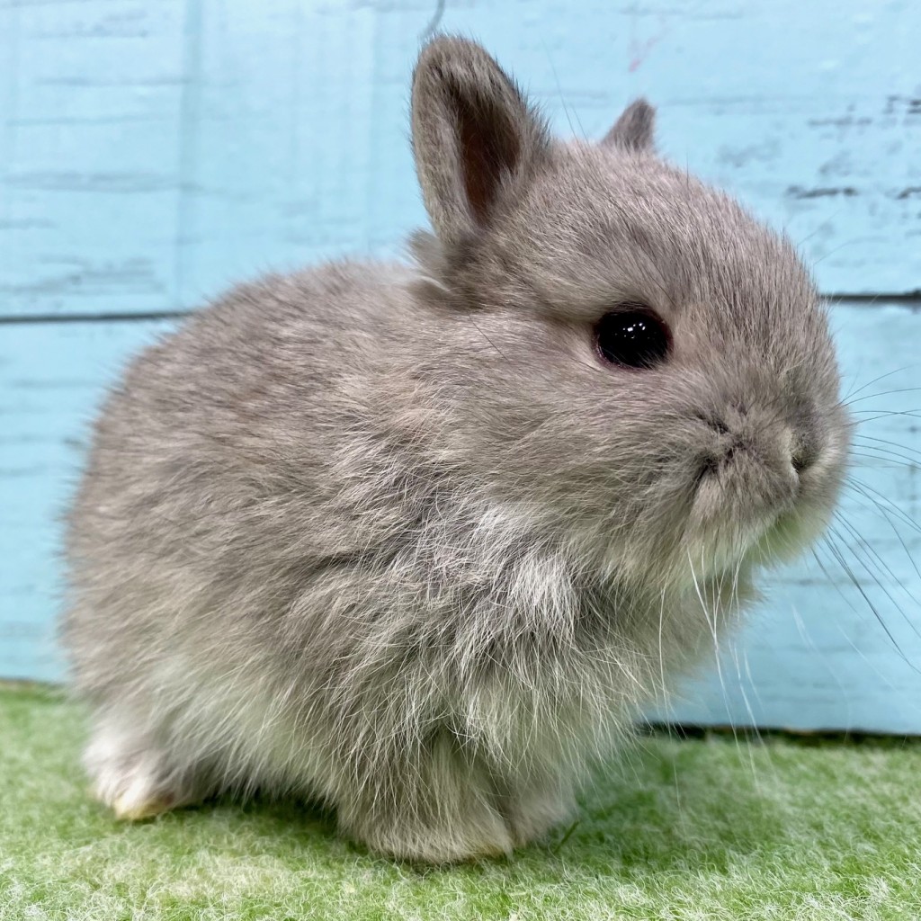 ペットうさぎ 朝霞店 画像２