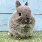 ペットうさぎ 朝霞店 画像１