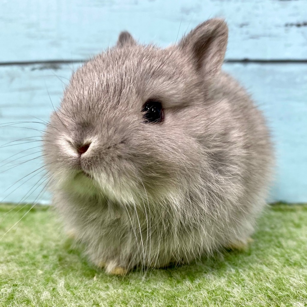 ペットうさぎ 朝霞店 画像３