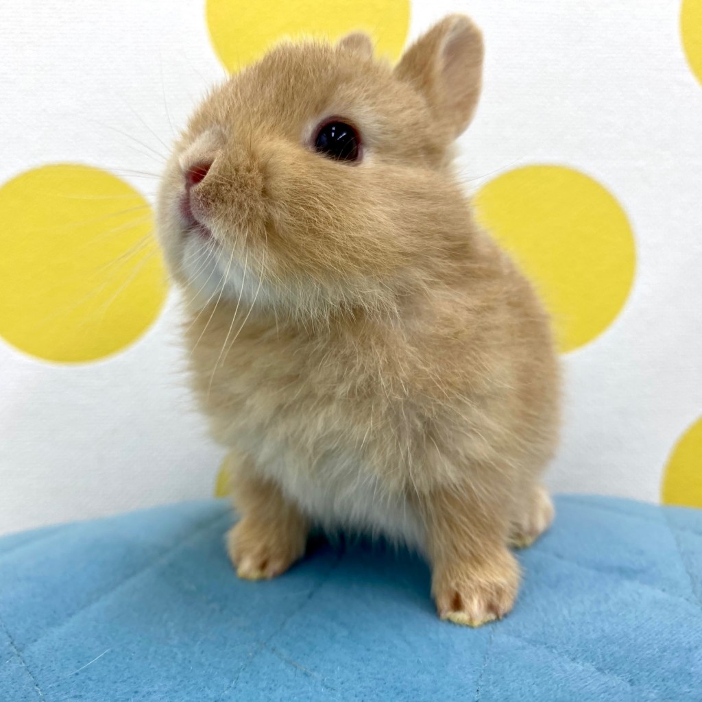 ペットうさぎ 朝霞店 画像２