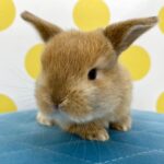 image1 – コピー (4)