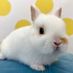 ペットうさぎ 鶴瀬店 画像２