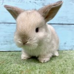 ペットうさぎ 朝霞店 画像３