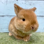 ペットうさぎ 朝霞店 画像２
