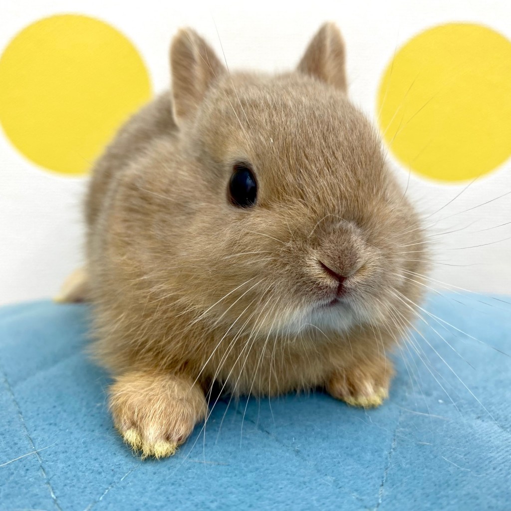 ペットうさぎ 朝霞店 画像３