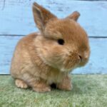 image5 – コピー (3)